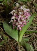 Neotinea lactea